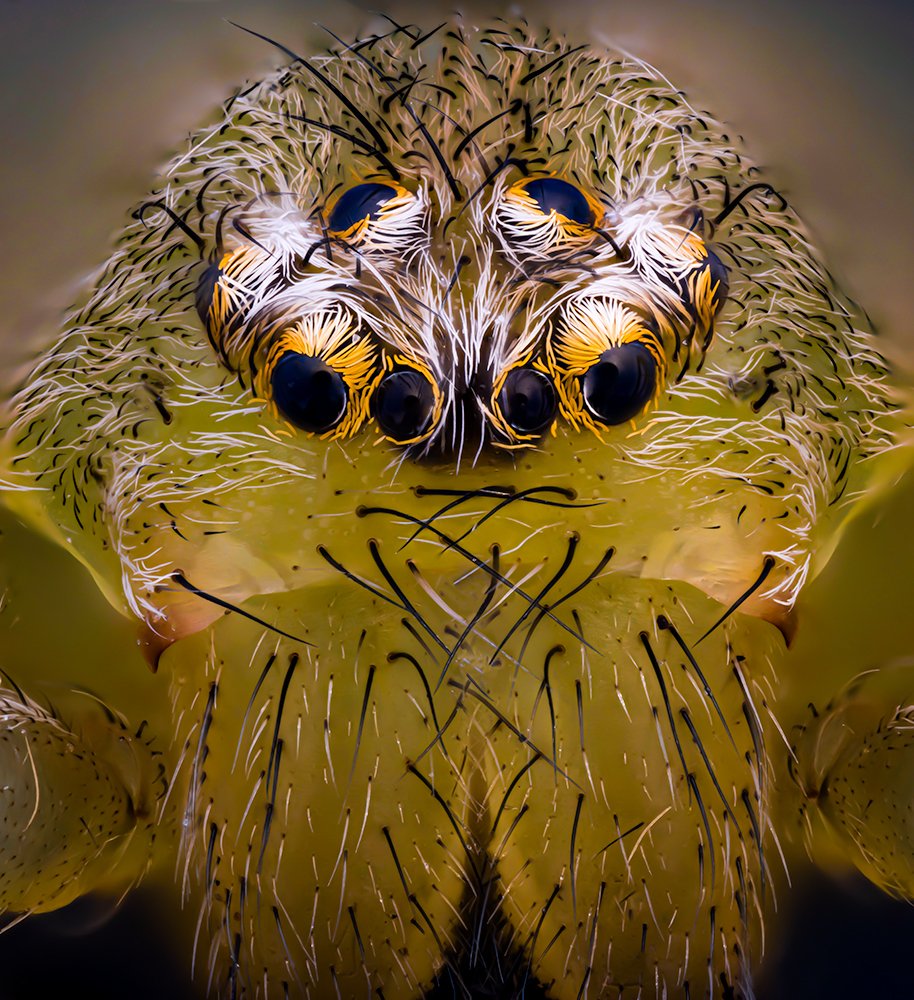 SPIDER HEAD NIGMA WALCKENAERI