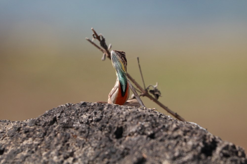 fan-throated lizard (Sitana attenboroughii)