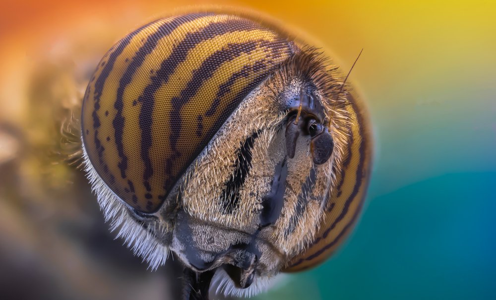 MALE TIGER FLY HEAD
