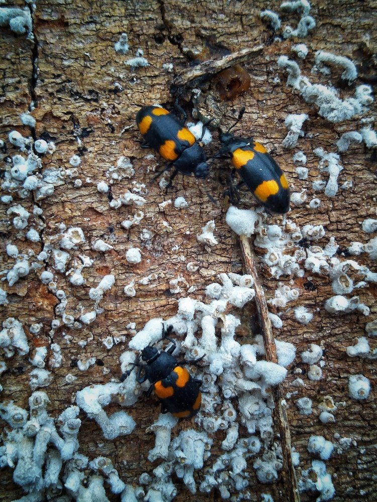 The Three Common Sexton Beetles