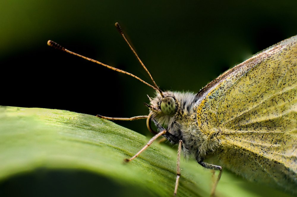 Buckwheat butterfly or lemongrass butterfly closeup