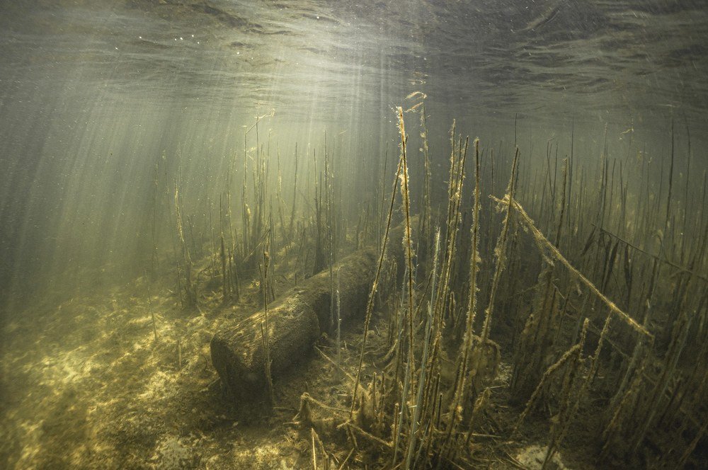 Полдень, озеро, бревно
