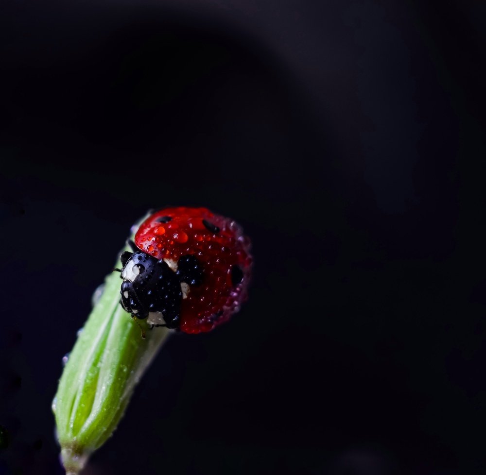 Photograph by Ирина Никульча