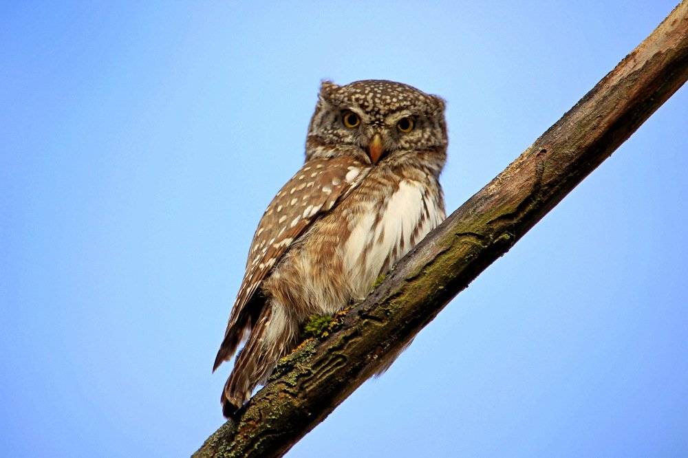 Взгляд воробьиного сыча.