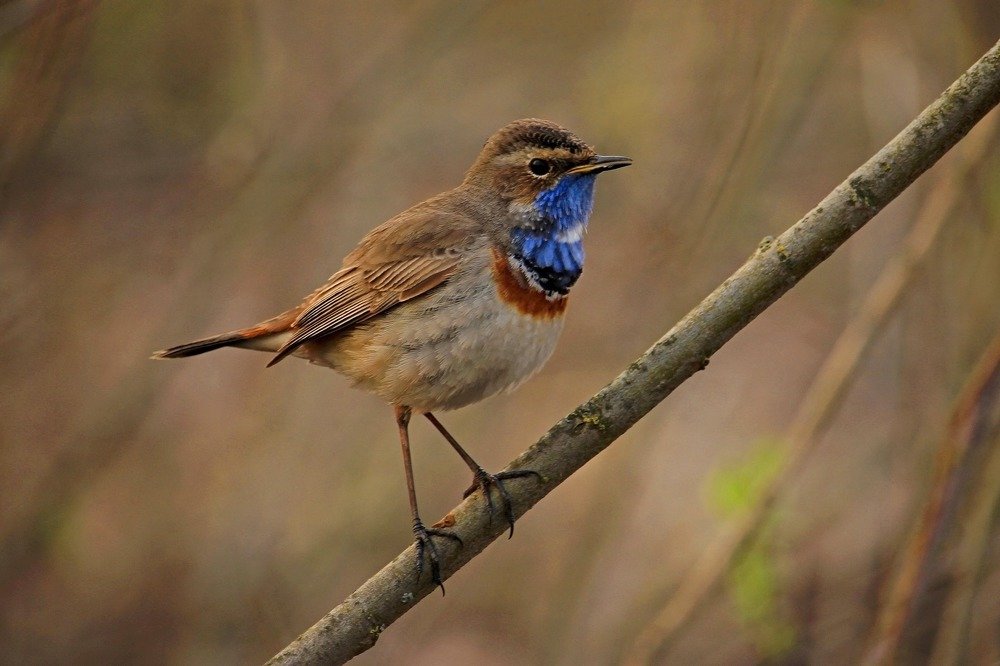 Photograph by Сергей Кожевников