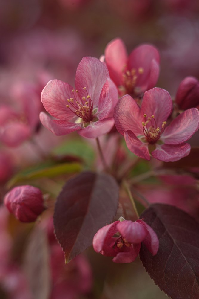 Crabapple tree flowers