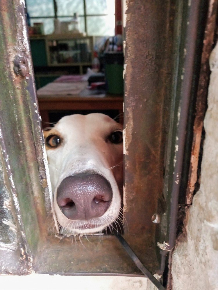 Photo #4616719