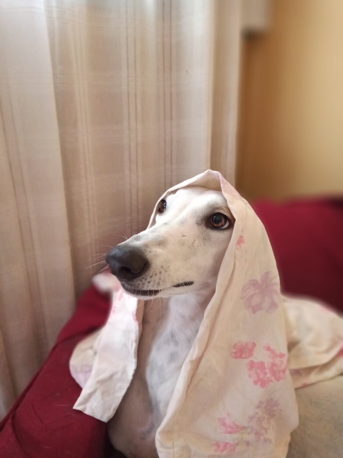 Photo #4616720