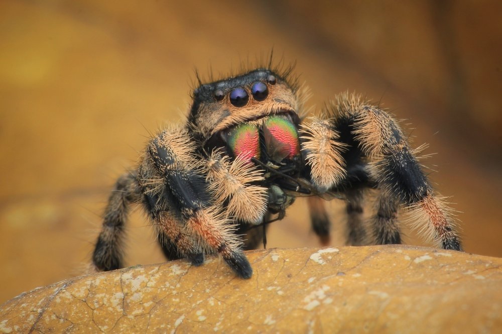 Phidippus Regius