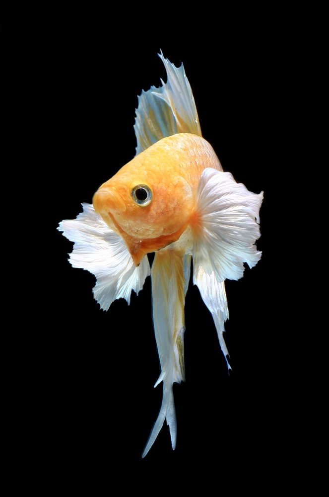 Face betta fish dumbo ear