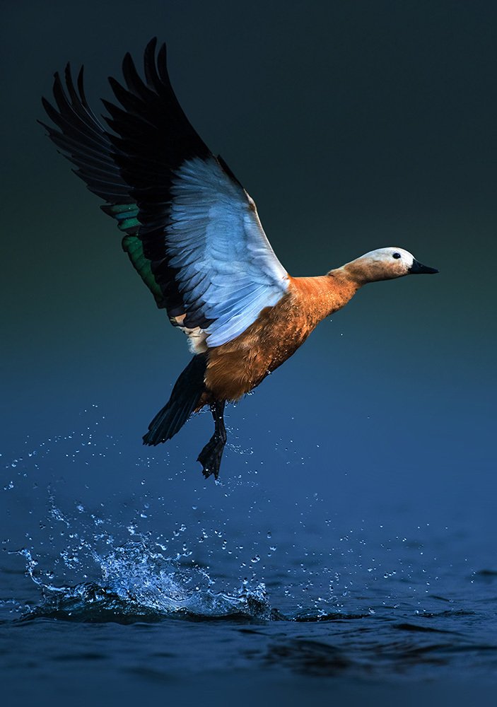 LAST FLIGHT OF THE DAY