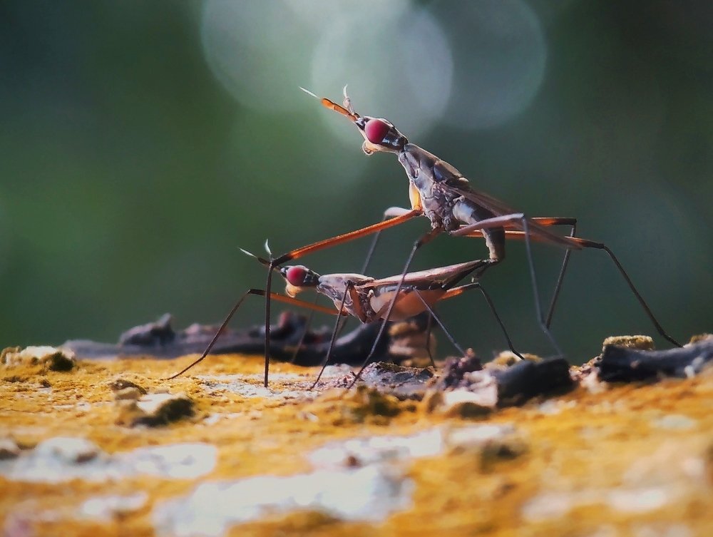 Photograph by KOUSHIK Das