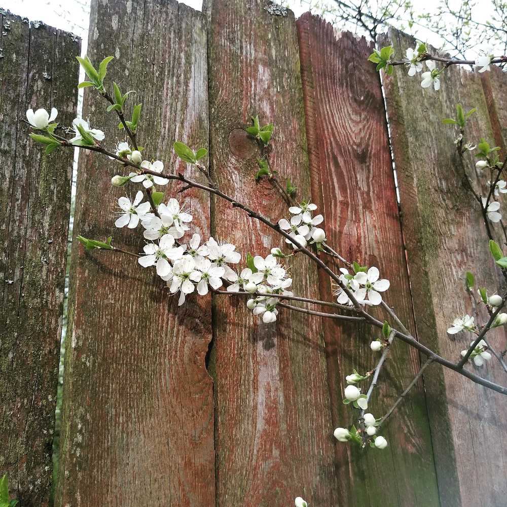 Фотография автора Елена Кобелева