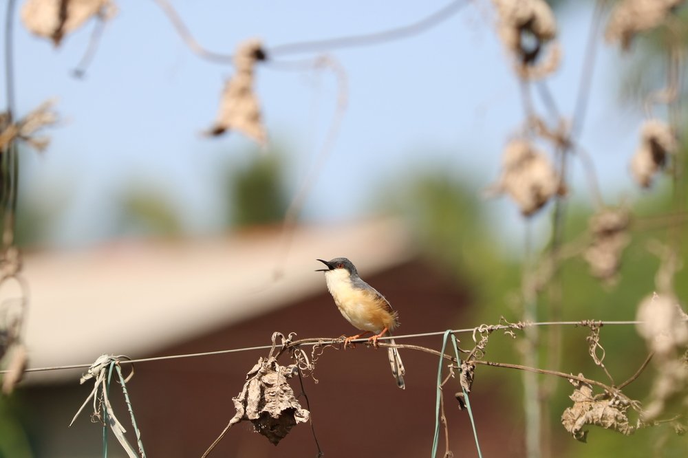 Scientific name: Prinia socialis ,Ashy prinia