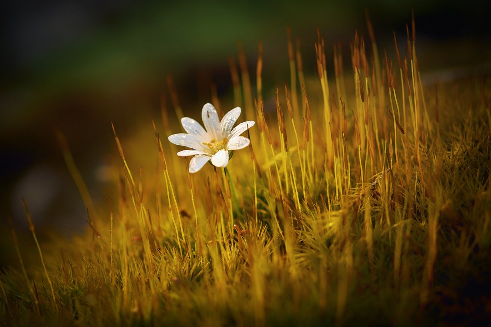 Photograph by Спартак Бикунов