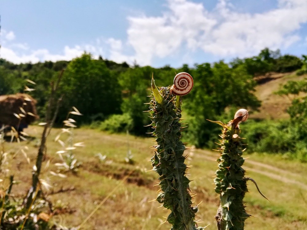 Yürüyorum dikenlerin üstünde.(I am walking on the thorns)