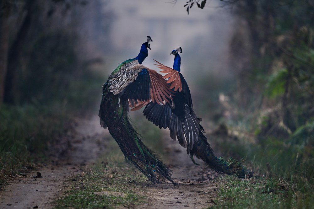 Photograph by Nilesh Patel