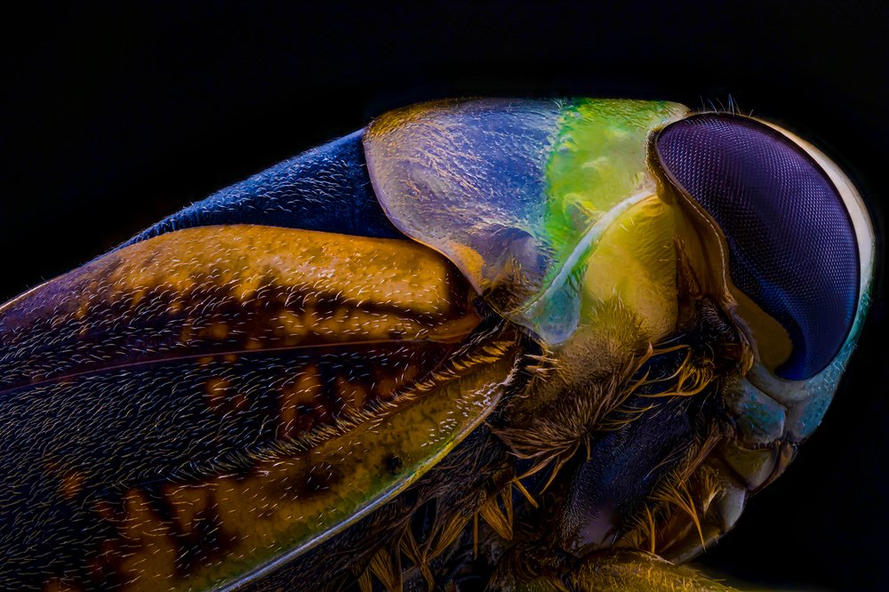 NOTONECTIDAE.GARAPITO,BARQUERITO