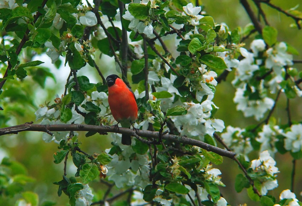 Photograph by vladimir