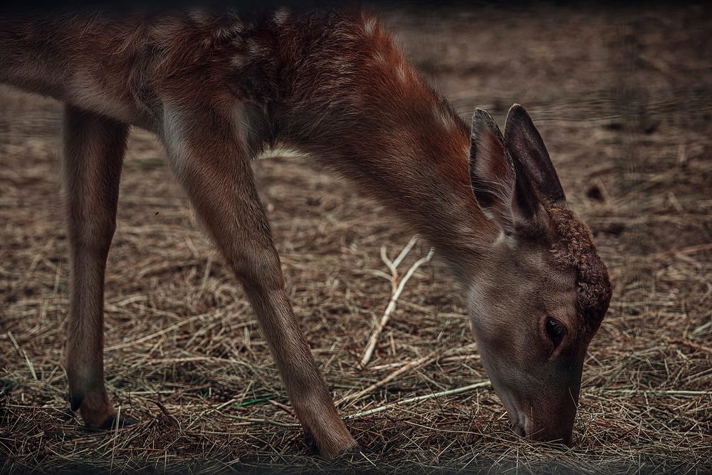 Photograph by Максим Емельянов