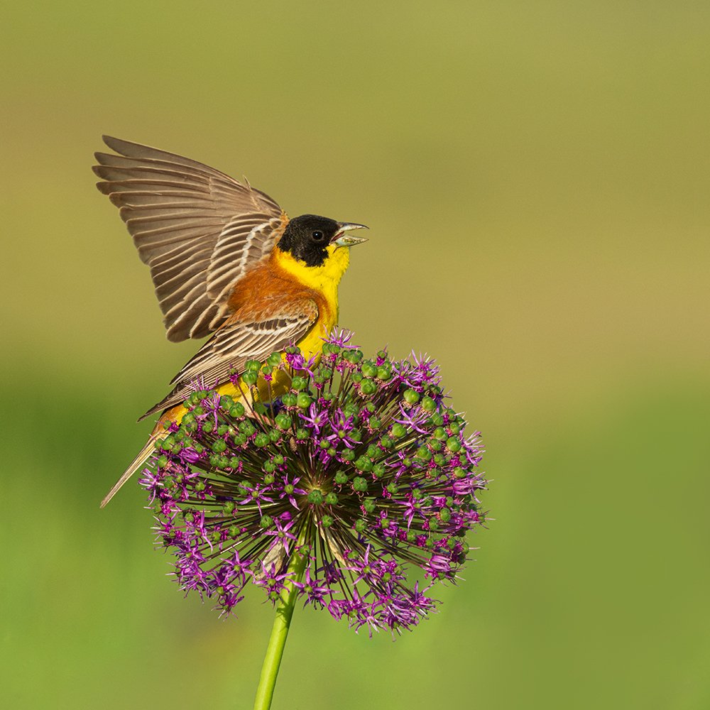 Black Headed Bunting