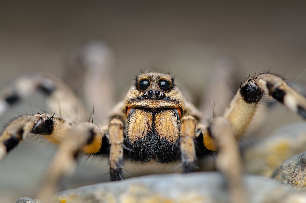Фотография автора Сергей Чебанов