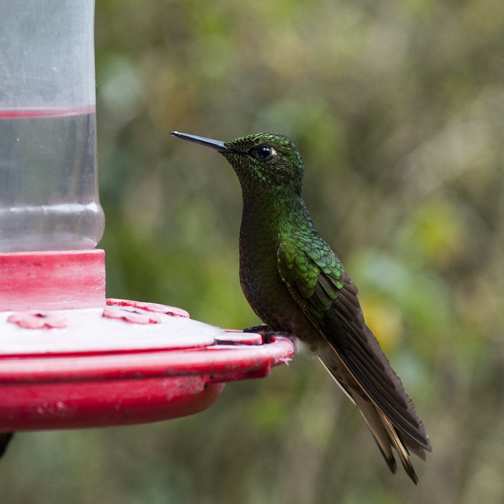 Photograph by Ricardo Javier Gonzalez Espinosa