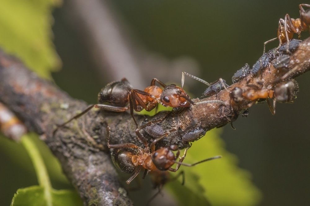 Photograph by Максим Вышарь