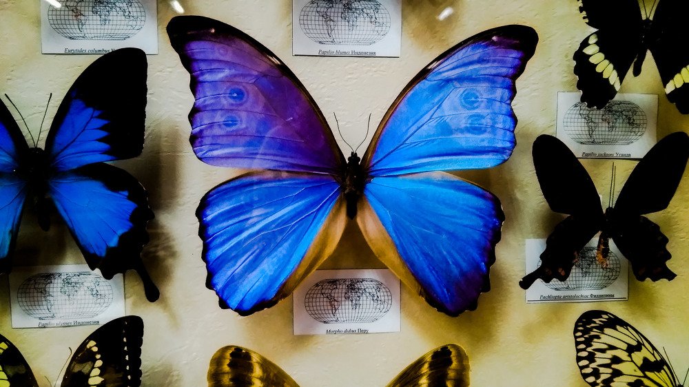 Butterfly inspiration