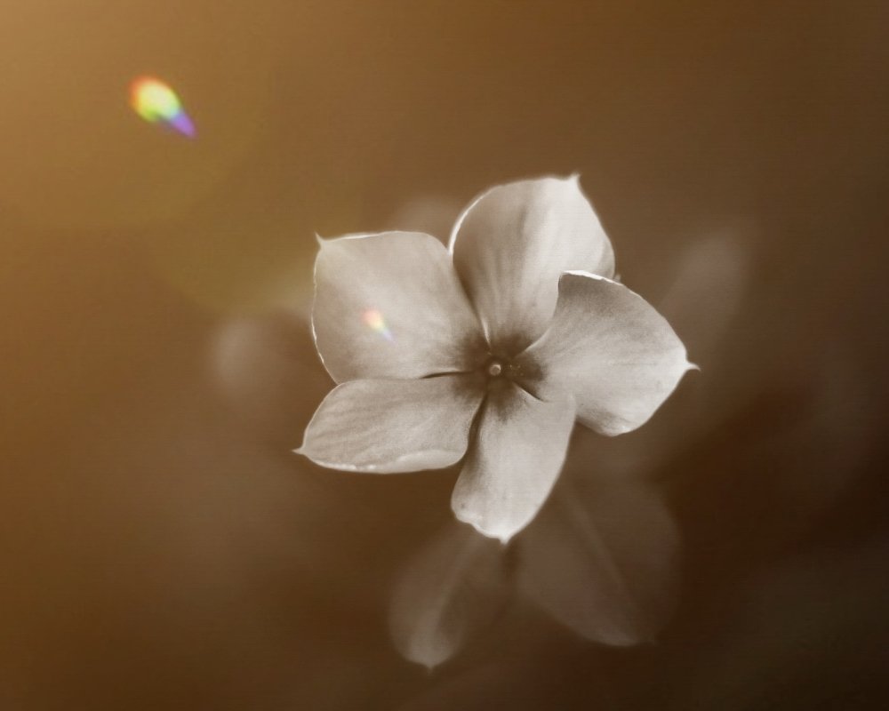 Photograph by Rajat Dutta