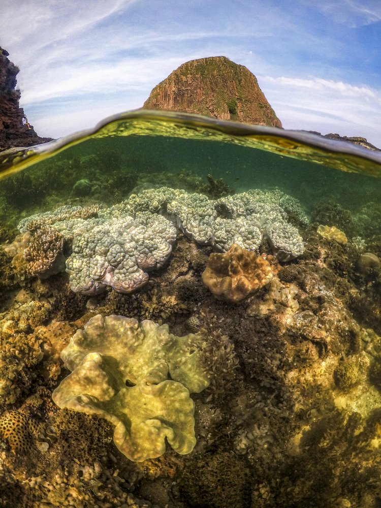 Hòn Yến Corals, Phú Yên-Việt Nam