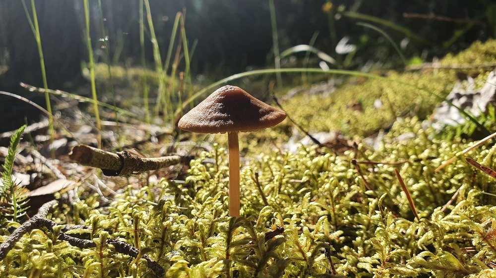 Photograph by Виктор Литошик