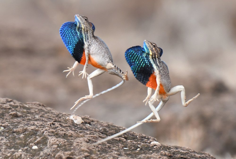 Fighting f Fan throted lezard