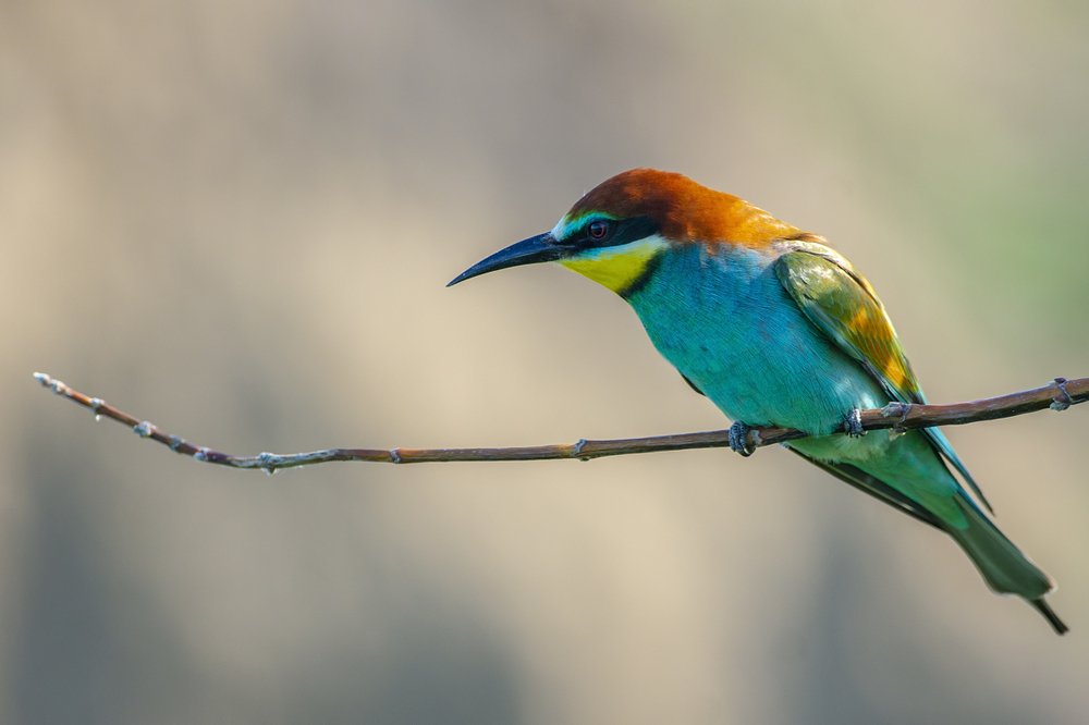 Золотистая щурка.