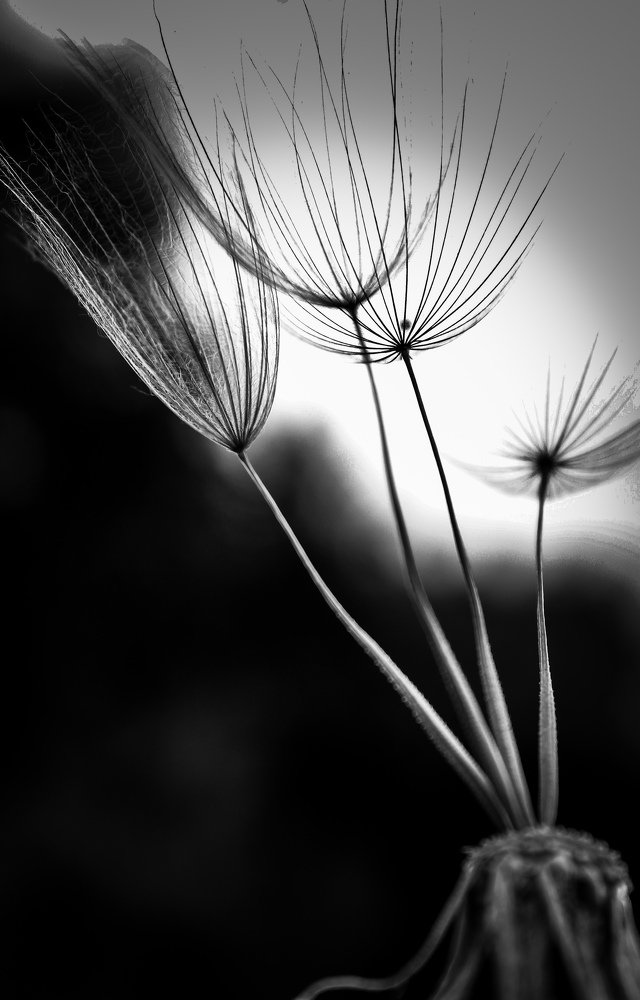 Photograph by Željko Rajčević