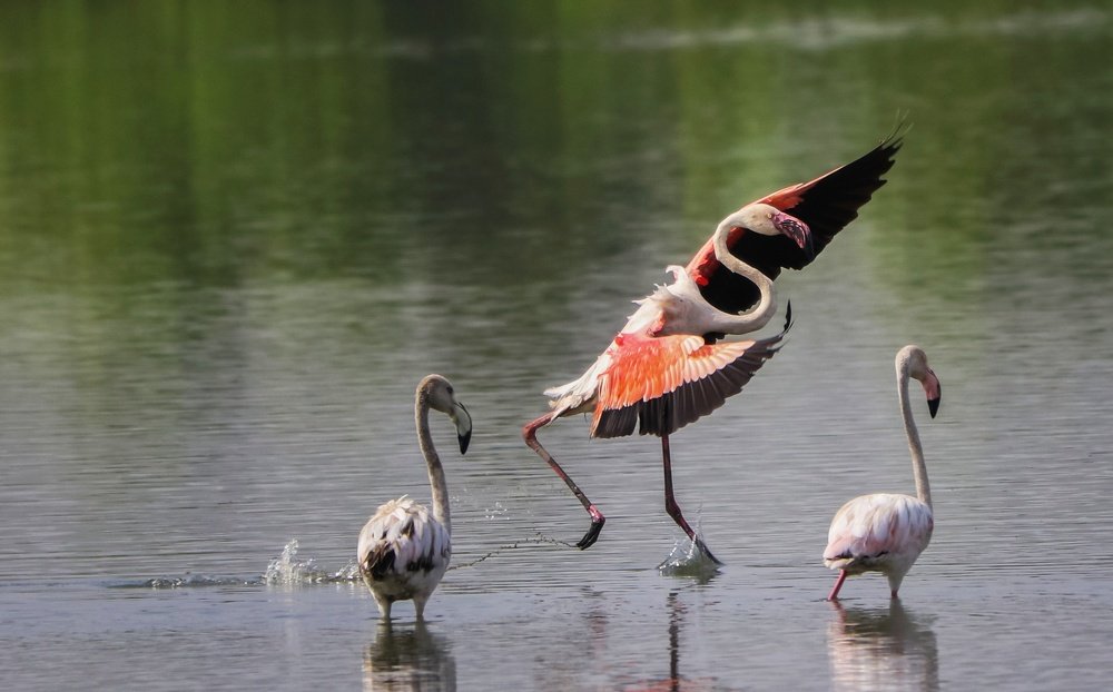 Photograph by Abhishek Modi