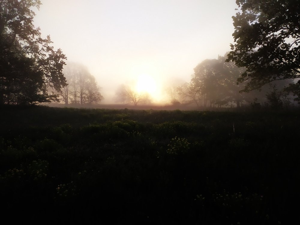 Утро на Соже.