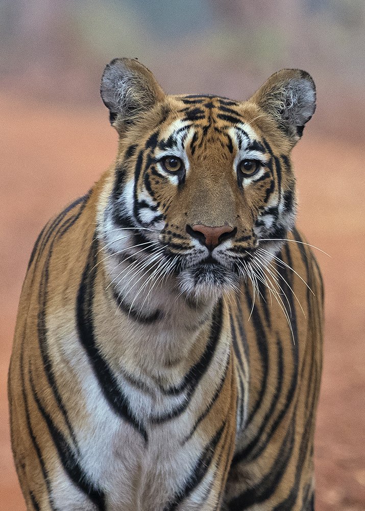 Photograph by Sandip Patil