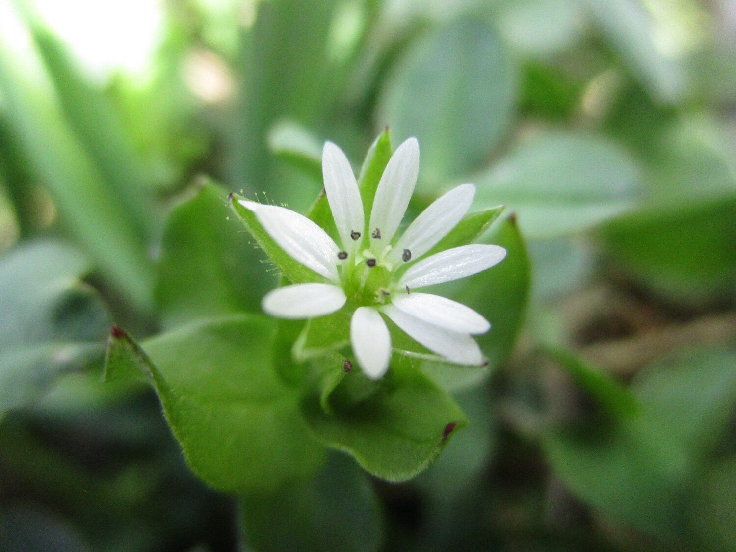Macro