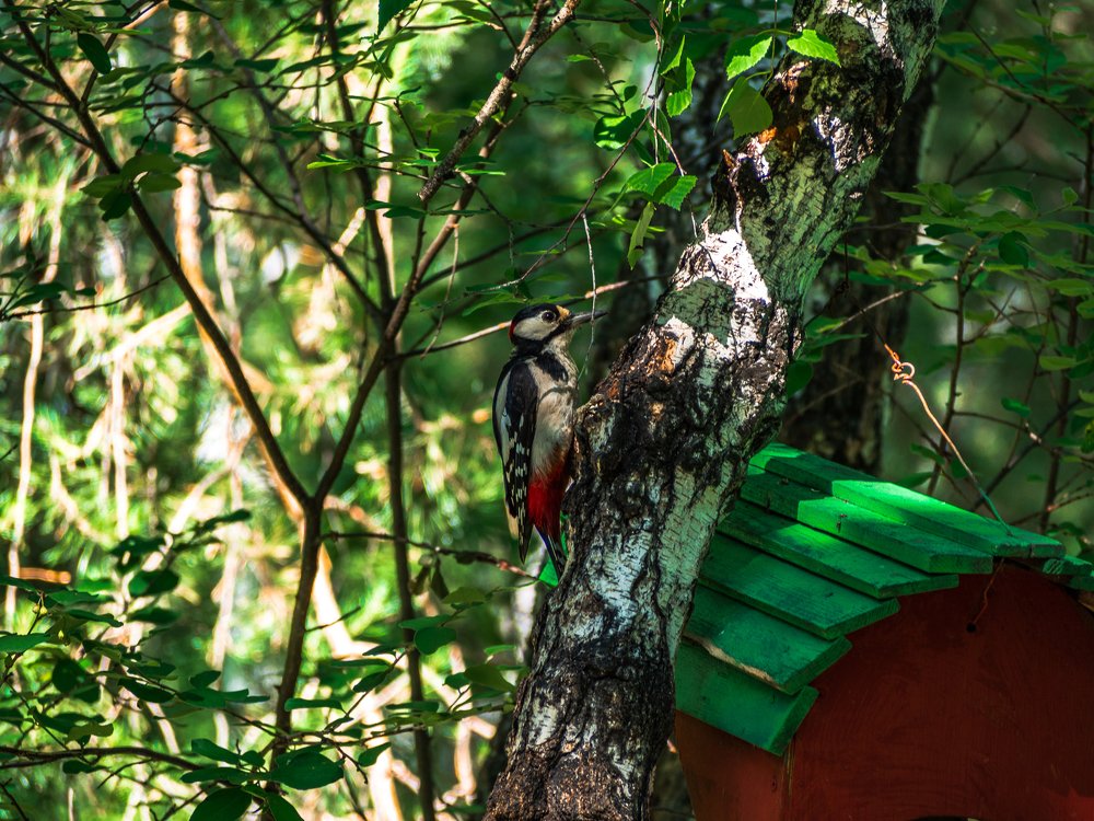 Фотография автора Игорь Игоревич