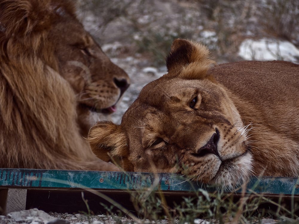Фотография автора Игорь Игоревич