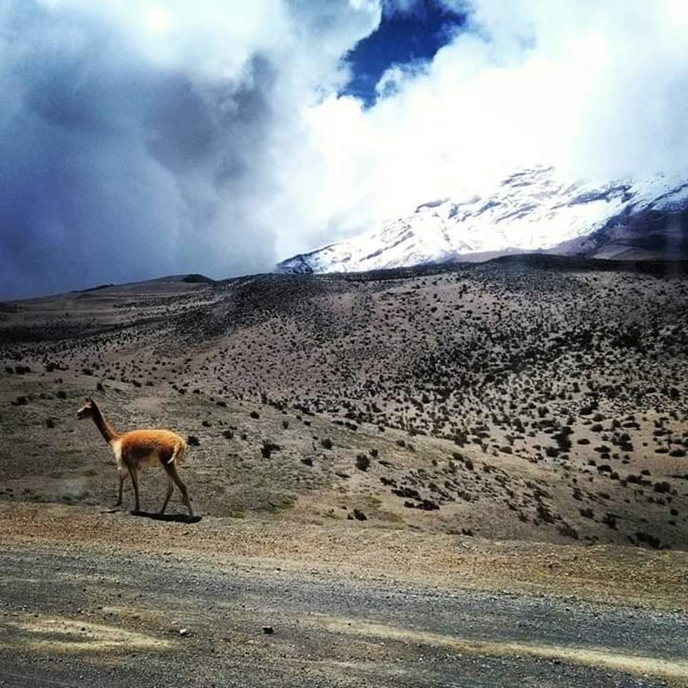 Camélido en el Chimborazo