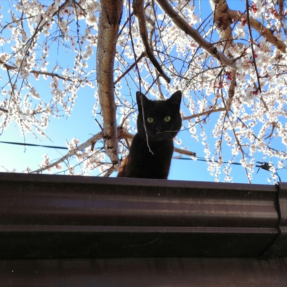 Мартовский