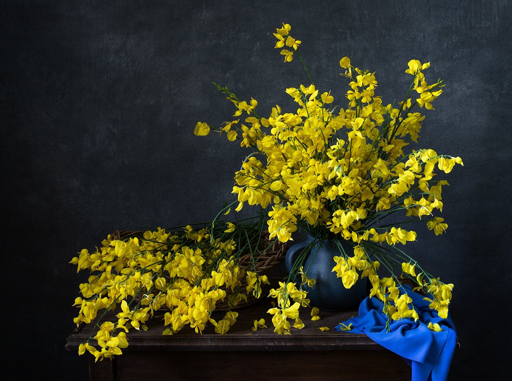 Дрок цветет