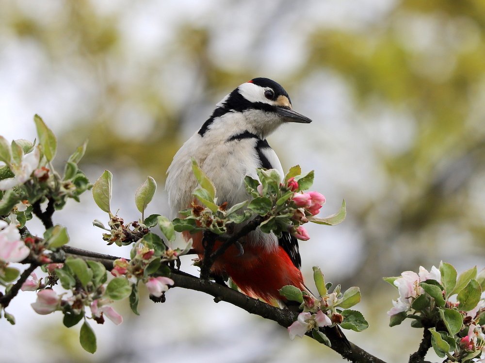 Дятел в цветущем саду