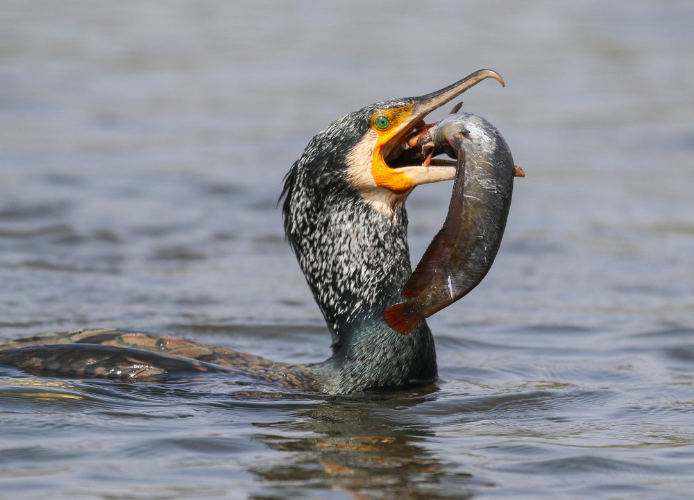 Photograph by Deviprasad Rao