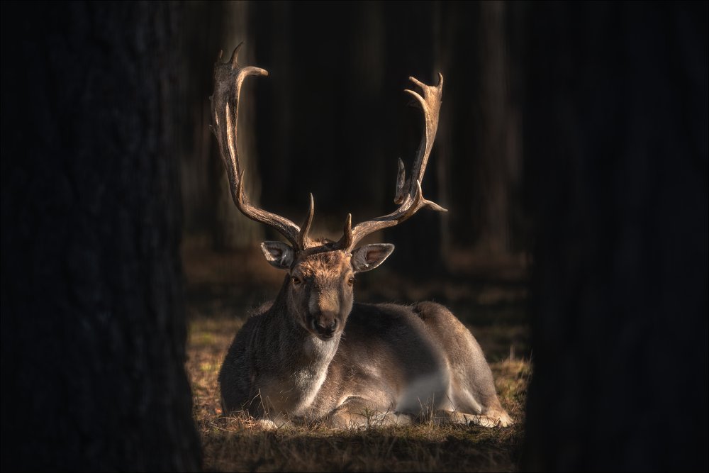 Глаза в глаза