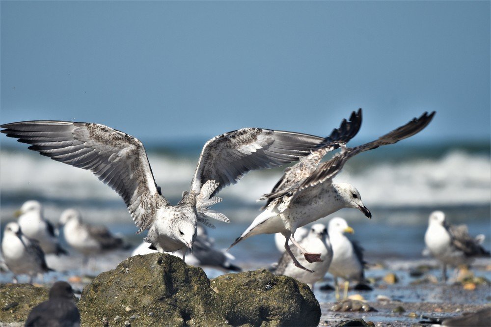 Photograph by Shahriar Robin