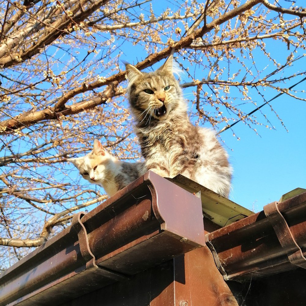 Свистать всех наверх