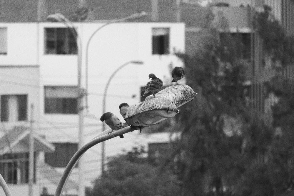 Photo #4621535